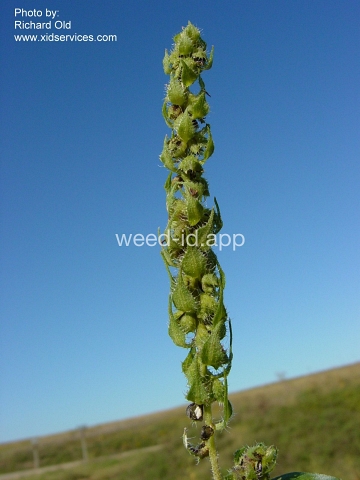 marshelder, annual